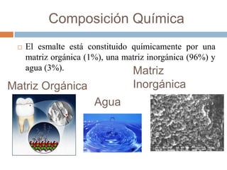 Composición Química
 El esmalte está constituido químicamente por una
matriz orgánica (1%), una matriz inorgánica (96%) y
agua (3%).
Matriz Orgánica
Agua
Matriz
Inorgánica
 