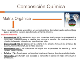 Composición Química
Es de naturaleza proteica, y constituye un complejo sistema de multiagregados polipeptídicos
que en general no han sido caracterizados en forma definitiva.
Proteinas Presentes
• Amelogeninas (90%): comienzan en un gran porcentaje en el proceso de amelogenesis y
disminuyen progresivamente a medida que madura el esmalte. Se localizan entre los
cristales de las sales minerales sin estar ligados a ellos.
• Enamelinas (2-3%): Se localizan en la periferia de los cristales formando las proteínas de
cubierta, representan el 2% de la matriz orgánica.
• Ameloblastos (5%): Se localizan en las capas más superficiales del esmalte y en la
periferia de los cristales.
• Tuftelina (1%): (Proteínas de los flecos) se localizan en la zona de unión amelodentinaria.
• Parvalvulina : Su función está asociada al transporte de calcio del medio intracelular al
extracelular.
Matriz Orgánica
 