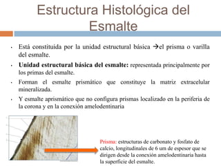 Estructura Histológica del
Esmalte
• Está constituida por la unidad estructural básica el prisma o varilla
del esmalte.
• Unidad estructural básica del esmalte: representada principalmente por
los primas del esmalte.
• Forman el esmalte prismático que constituye la matriz extracelular
mineralizada.
• Y esmalte aprismático que no configura prismas localizado en la periferia de
la corona y en la conexión amelodentinaria
Prisma: estructuras de carbonato y fosfato de
calcio, longitudinales de 6 um de espesor que se
dirigen desde la conexión amelodentinaria hasta
la superficie del esmalte.
 