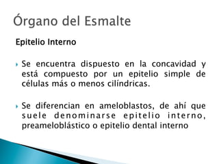 Epitelio Interno
}  Se encuentra dispuesto en la concavidad y
está compuesto por un epitelio simple de
células más o menos cilíndricas.
}  Se diferencian en ameloblastos, de ahí que
suele denominarse epitelio interno,
preameloblástico o epitelio dental interno
 