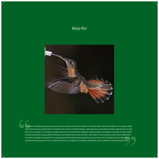 Beija-ﬂor
‘‘
‘‘Os colibris ou beija-ﬂores são pequenas aves diurnas, que ocorrem somente nas Américas. O nosso país detém cerca de 80 espécies, com a região sudeste
destacando-se por seu grande número. No Espírito Santo, ocorrem mais de 35 espécies, várias delas raras e de ocorrência restrita a algumas áreas. Os beija-
ﬂores vivem nas matas, nos cerrados, nos campos naturais e em outros tipos de vegetação, e algumas espécies se adaptaram à presença humana, habitan-
do jardins de quintais e praças públicas. Alimentam-se principalmente do néctar das ﬂores, mas também comem pequenos insetos para se abastecerem
de proteínas. A ligação entre beija-ﬂores e capixabas passa pela história de Augusto Ruschi, pois seus estudos com essas pequenas aves projetaram-no
internacionalmente juntamente com a cidade de Santa Teresa. O beija-ﬂor é considerado, oﬁcialmente, pássaro símbolo do estado do Espírito Santo.
 