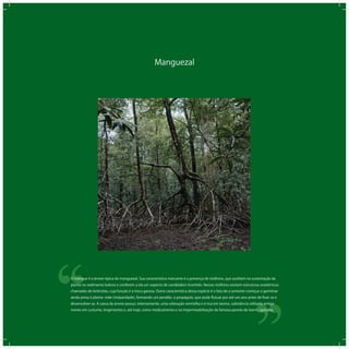 Manguezal
‘‘
‘‘O mangue é a árvore típica do manguezal. Sua característica marcante é a presença de rizóforos, que auxiliam na sustentação da
planta no sedimento lodoso e conferem a ela um aspecto de candelabro invertido. Nesses rizóforos existem estruturas anatômicas
chamadas de lenticelas, cuja função é a troca gasosa. Outra característica dessa espécie é o fato de a semente começar a germinar
ainda presa à planta‒mãe (viviparidade), formando um pendão, o propágulo, que pode ﬂutuar por até um ano antes de ﬁxar-se e
desenvolver-se. A casca da árvore possui, internamente, uma coloração vermelha e é rica em tanino, substância utilizada antiga-
mente em curtume, tingimentos e, até hoje, como medicamento e na impermeabilização da famosa panela-de-barro capixaba.
 