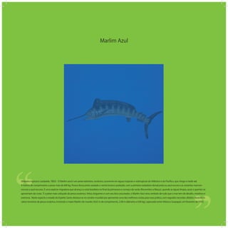 Marlim Azul
‘‘
‘‘(Makaira nigricans Lacépède, 1802) - O Marlim azul é um peixe teleósteo, oceânico, ocorrente em águas tropicais e subtropicais do Atlântico e do Pacíﬁco, que chega a medir até
4 metros de comprimento e pesar mais de 600 kg. Possui dorso preto-azulado e ventre branco-prateado, com a primeira nadadeira dorsal preta ou azul-escura e as restantes marrom-
escuras a azul-escuras. É uma espécie migradora que alcança a costa brasileira no ﬁnal da primavera e começo do verão (Novembro a Março), quando as águas limpas, azuis e quentes se
aproximam da costa. É o peixe mais cobiçado da pesca oceânica. Veloz, briguento e com seu bico assustador, o Marlim Azul virou símbolo de tudo que o mar tem de desaﬁo, mistérios e
aventura. Neste aspecto o estado do Espírito Santo destaca-se no cenário mundial por apresentar uma das melhores costas para essa prática, com seguidos recordes obtidos durante os
vários torneiros de pesca oceânica, incluindo o maior Marlim do mundo (4,62 m de comprimento, 2,48 m diâmetro e 636 kg), capturado entre Vitória e Guarapari, em fevereiro de 1992.
 