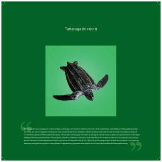 Tartaruga de couro
‘‘
‘‘A Tartaruga de Couro ou Gigante é a maior de todas as tartarugas. Com tamanho médio em torno de 2 m de comprimento, pesa 500 kg em média, podendo atingir
até 700 kg. Seu casco (carapaça) é composto por uma camada de pele ﬁna e resistente e milhares de placas minúsculas de osso, formando sete quilhas ao longo do
comprimento; apenas os ﬁlhotes apresentam placas córneas, daí o nome popular de couro ; a coloração é cinzenta-escura ou preta, com pontos brancos. Pode migrar
há longas distâncias passando desde o Oceano Índico, o Pacíﬁco, o Atlântico e indo até o Círculo Polar Ártico. Vive sempre em alto mar e só se aproxima da costa para
desovar. Alimenta-se essencialmente de medusas e seu tempo de vida pode variar de 215 a 305 anos quando atinge o ápice da idade de sua espécie. É uma tartaruga
altamente ameaçada de extinção e a costa capixaba é especialmente importante nesse aspecto por ser a única área brasileira de desova deste animal.
 