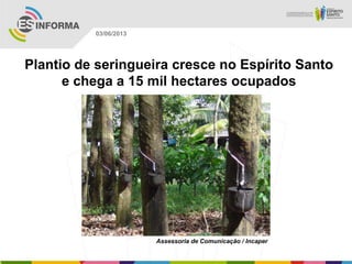 Plantio de seringueira cresce no Espírito Santo
e chega a 15 mil hectares ocupados
Assessoria de Comunicação / Incaper
03/06/2013
 