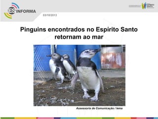 Assessoria de Comunicação / Iema
03/10/2013
Pinguins encontrados no Espírito Santo
retornam ao mar
 
