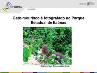 Assessoria de Comunicação / Sedu
17/09/2013
Gato-mourisco é fotografado no Parque
Estadual de Itaúnas
 