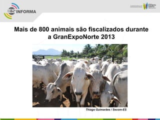 Mais de 800 animais são fiscalizados durante
a GranExpoNorte 2013
Thiago Guimarães / Secom-ES
 