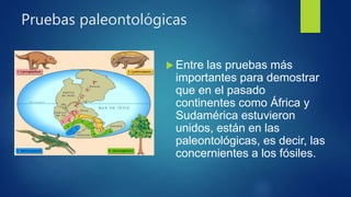 Pruebas paleontológicas
Entre las pruebas más
importantes para demostrar
que en el pasado
continentes como África y
Sudamérica estuvieron
unidos, están en las
paleontológicas, es decir, las
concernientes a los fósiles.
