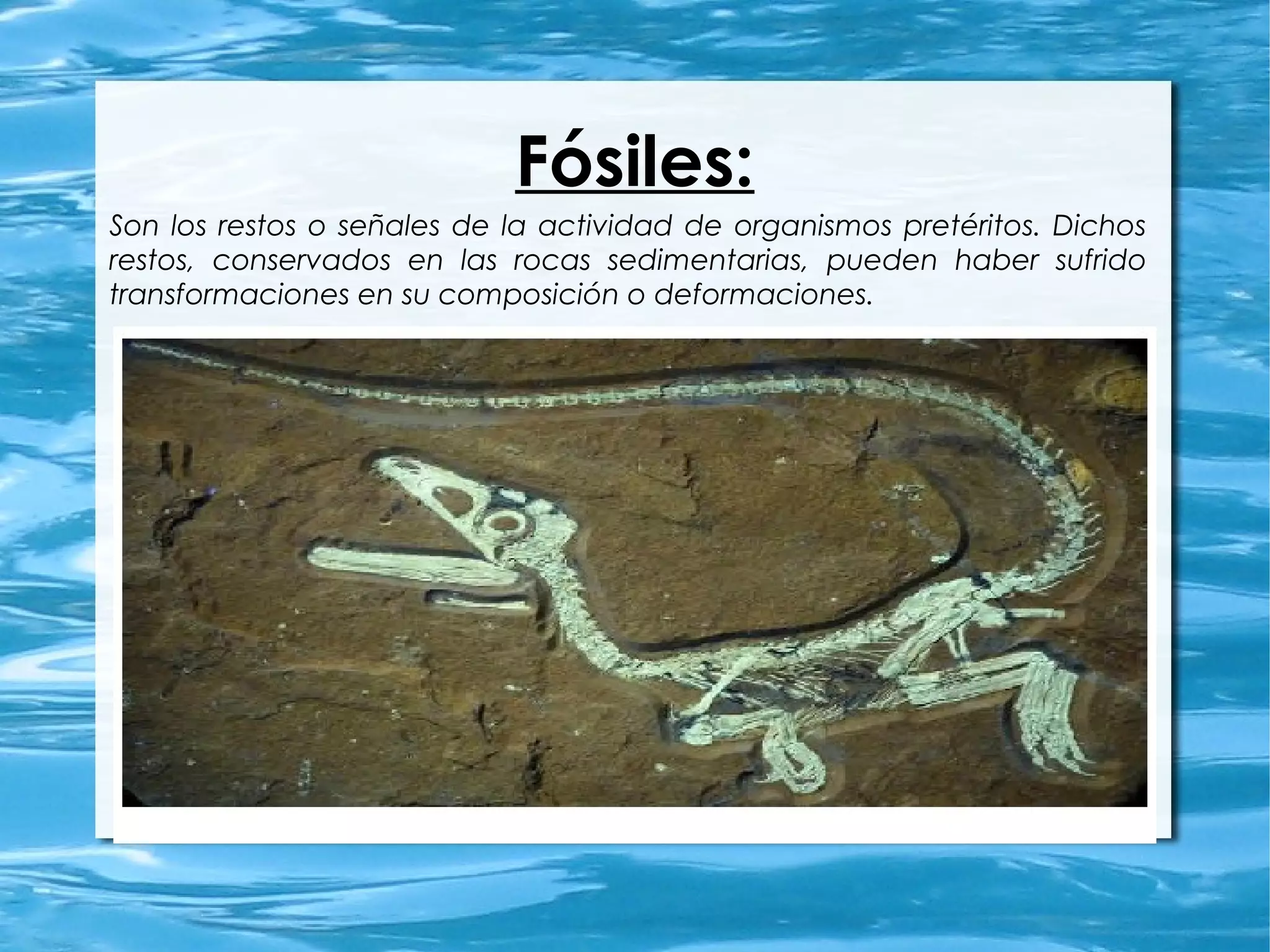 Fósiles:
Son los restos o señales de la actividad de organismos pretéritos. Dichos
restos, conservados en las rocas sedimentarias, pueden haber sufrido
transformaciones en su composición o deformaciones.