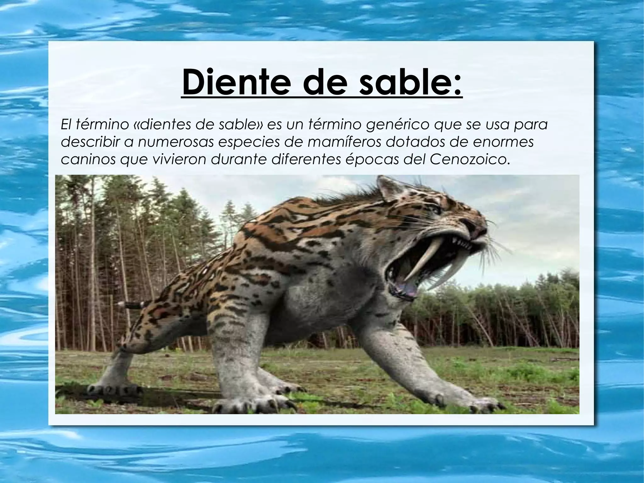 Diente de sable:
El término «dientes de sable» es un término genérico que se usa para
describir a numerosas especies de mamíferos dotados de enormes
caninos que vivieron durante diferentes épocas del Cenozoico.