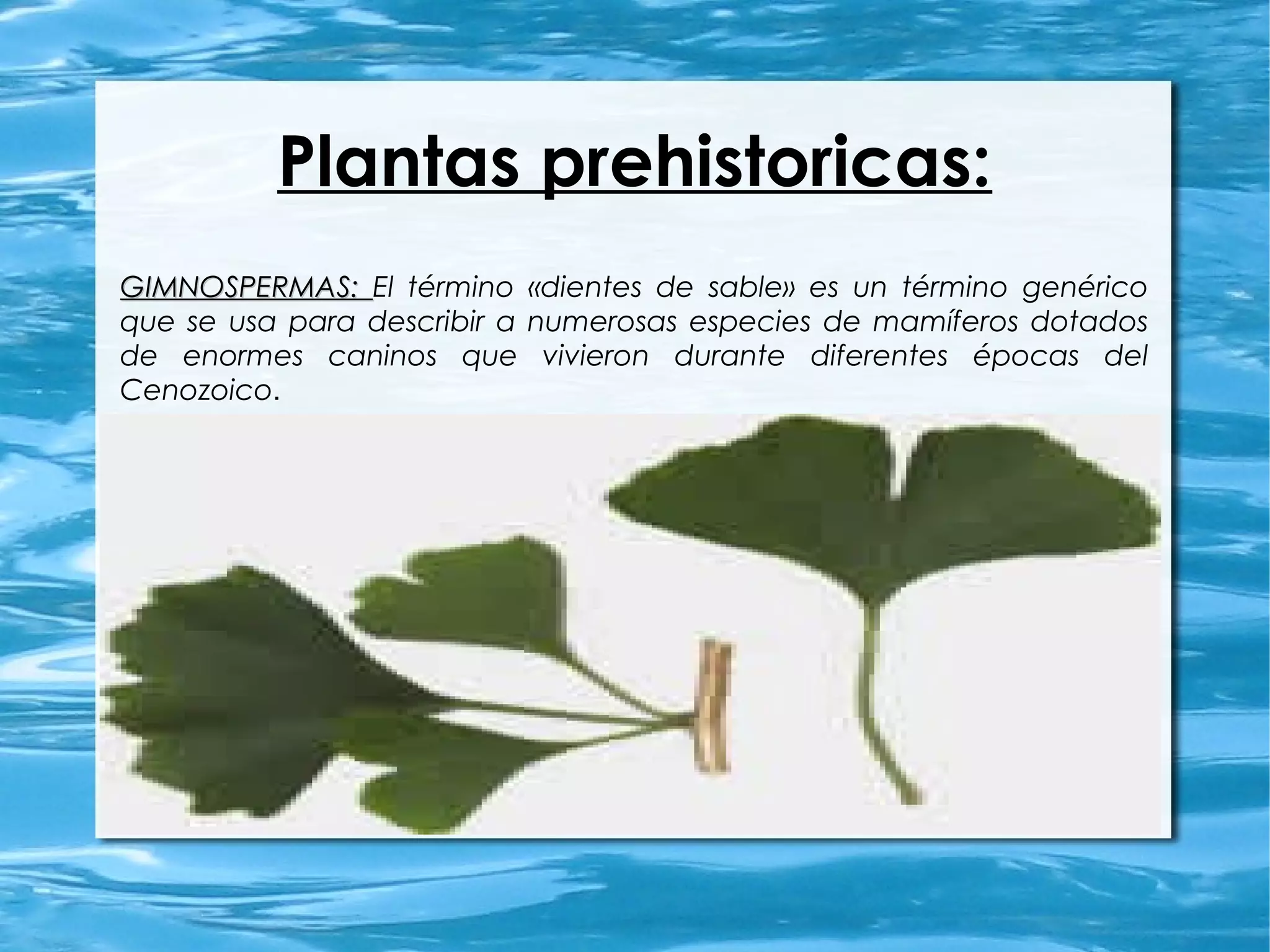 Plantas prehistoricas:
GIMNOSPERMAS:GIMNOSPERMAS: El término «dientes de sable» es un término genérico
que se usa para describir a numerosas especies de mamíferos dotados
de enormes caninos que vivieron durante diferentes épocas del
Cenozoico.