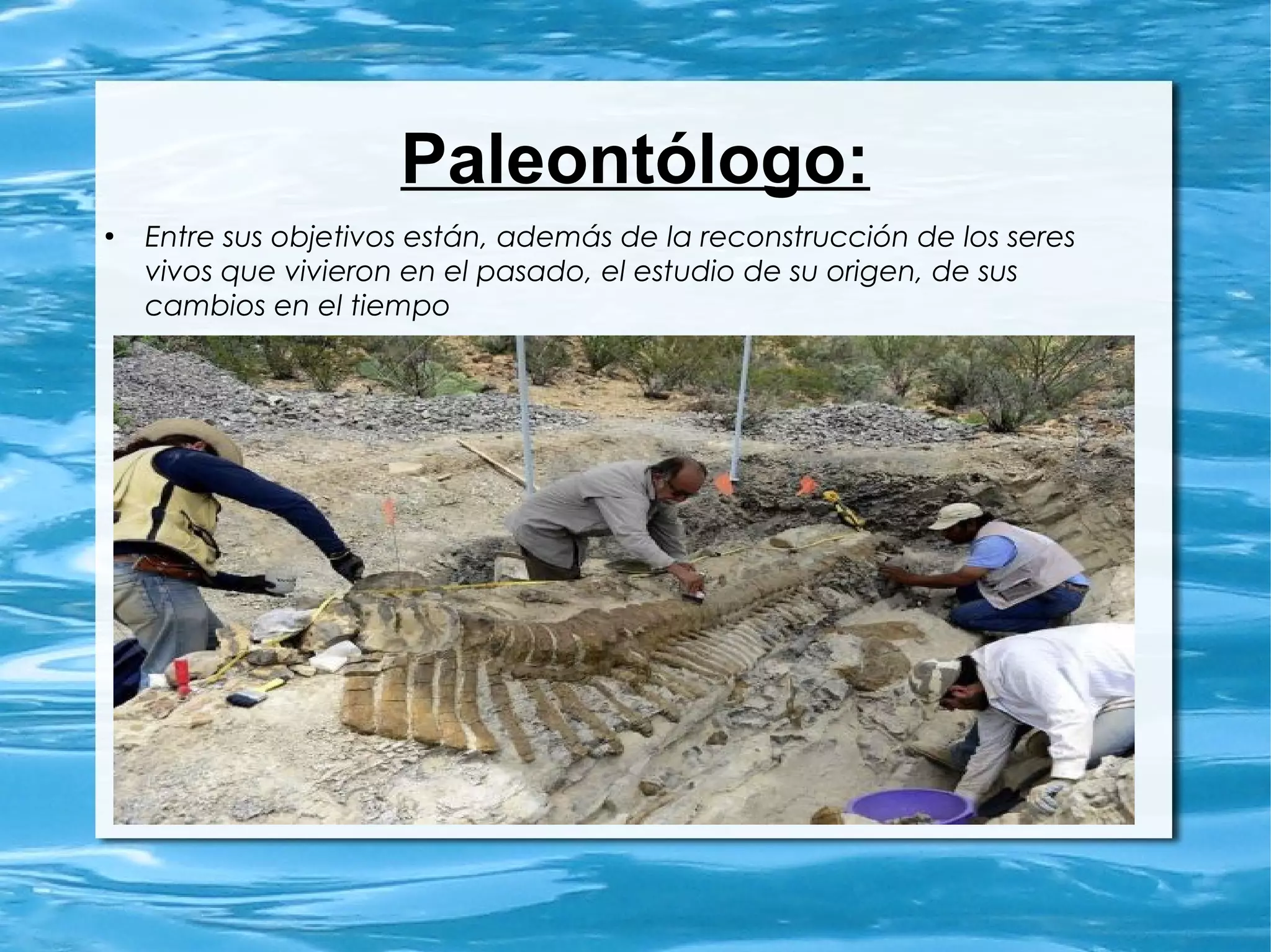 Paleontólogo:
●
Entre sus objetivos están, además de la reconstrucción de los seres
vivos que vivieron en el pasado, el estudio de su origen, de sus
cambios en el tiempo