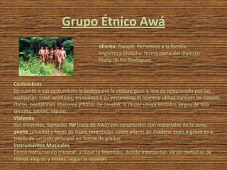 Grupo Étnico Awá
                                    Idioma: Awapít. Pertenece a la familia
                                    lingüística Chibcha, forma parte del dialecto
                                    Malla de los Sindaguas.



Costumbres
En cuanto a sus costumbres la bodoquera la utilizan pese a que es remplazada por las
escopetas, crían animales, en cuanto a su vestimenta el hombre utiliza camisas de colores
claros, pantalones obscuros y botas de caucho, la mujer utiliza vestidos largos de tela
sencilla, blusas, zapato.
Vivienda
Sus viviendas, llamadas Yal (casa de Awá) son construidas con materiales de la zona:
gualte (chonta) y hojas de bijao, levantadas sobre pilares de madera, cuyo ingreso es a
través de un palo principal en forma de gradas.
Instrumentos Musicales
Como instrumento musical, utilizan la Marimba, donde interpretan varias melodías de
ritmos alegres y tristes, según la ocasión.
 