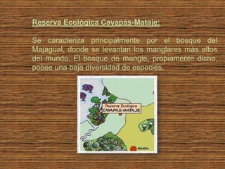 Reserva Ecológica Cayapas-Mataje:

Se caracteriza principalmente por el bosque del
Majagual, donde se levantan los manglares más altos
del mundo. El bosque de mangle, propiamente dicho,
posee una baja diversidad de especies.
 