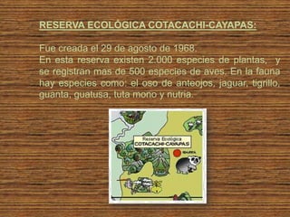 RESERVA ECOLÓGICA COTACACHI-CAYAPAS:

Fue creada el 29 de agosto de 1968.
En esta reserva existen 2.000 especies de plantas, y
se registran mas de 500 especies de aves. En la fauna
hay especies como: el oso de anteojos, jaguar, tigrillo,
guanta, guatusa, tuta mono y nutria.
 
