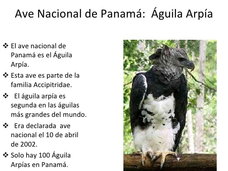 Ave Nacional De Panama Y Su Significado