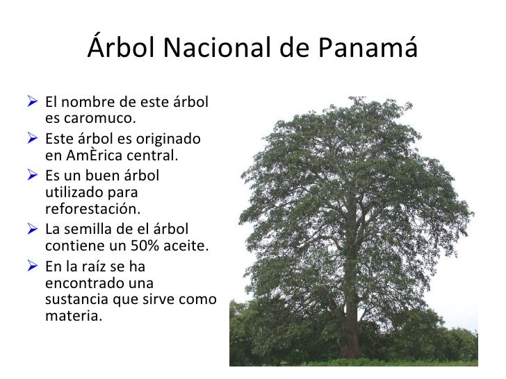 Ave Nacional De Panama Y Su Significado