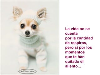 La vida no se cuenta  por la cantidad de respiros, pero sí por los momentos  que te han quitado el aliento... 