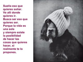 Sueña eso que quieres soñar.  Ve allí donde quieres ir. Busca ser eso que quieres ser. Porque la vida es una sola  y siempre existe la posibilidad  de hacer las cosas que quieres hacer, si realmente te lo propones. 