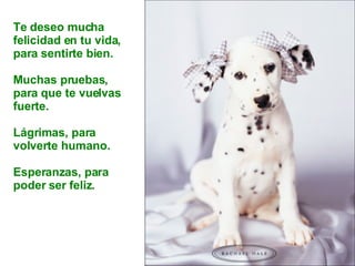 Te deseo mucha felicidad en tu vida,  para sentirte bien. Muchas pruebas, para que te vuelvas fuerte. Lágrimas, para volverte humano. Esperanzas, para poder ser feliz. 