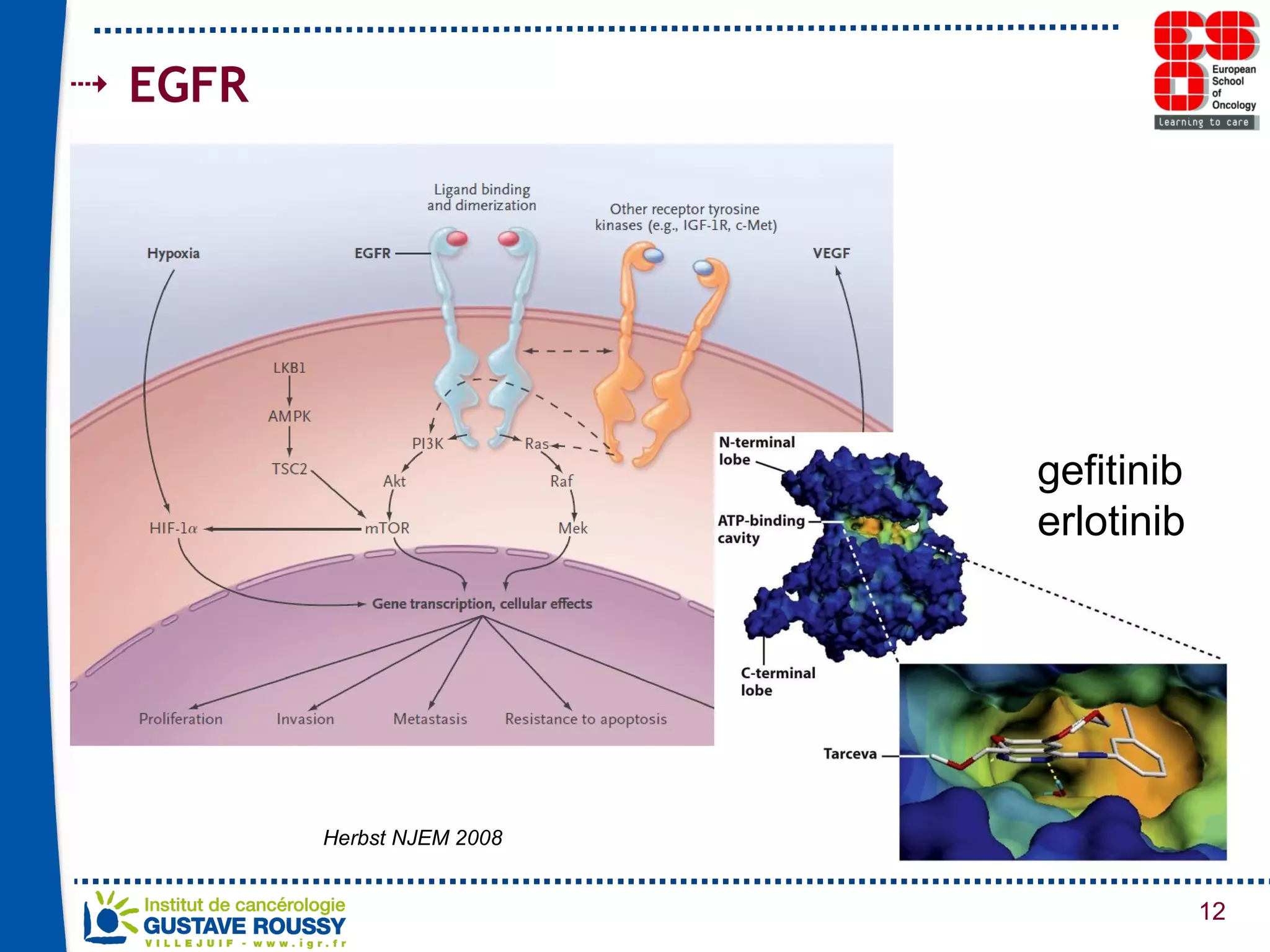 EGFR  Herbst NJEM 2008 gefitinib erlotinib 
