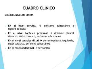  En el nivel cervical  enfisema subcutáneo o
rigidez de nuca
 En el nivel torácico proximal  derrame pleural
derecho, dolor torácico, enfisema subcutáneo
 En el nivel torácico distal  derrame pleural izquierdo,
dolor torácico, enfisema subcutáneo
 En el nivel abdominal  peritonitis
SEGÚN EL NIVEL DE LESION
 