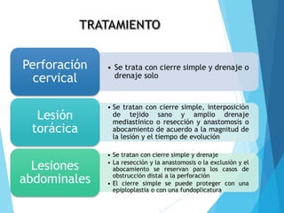 • Se trata con cierre simple y drenaje o
drenaje solo
Perforación
cervical
• Se tratan con cierre simple, interposición
de tejido sano y amplio drenaje
mediastinico o resección y anastomosis o
abocamiento de acuerdo a la magnitud de
la lesión y el tiempo de evolución
Lesión
torácica
• Se tratan con cierre simple y drenaje
• La resección y la anastomosis o la exclusión y el
abocamiento se reservan para los casos de
obstrucción distal a la perforación
• El cierre simple se puede proteger con una
epiploplastia o con una fundoplicatura
Lesiones
abdominales
 