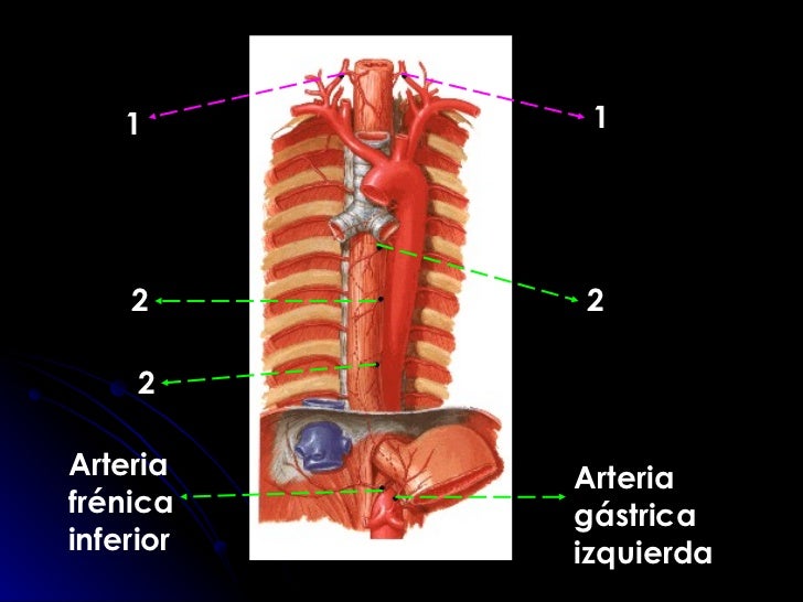 El aceite aromático de varikoza