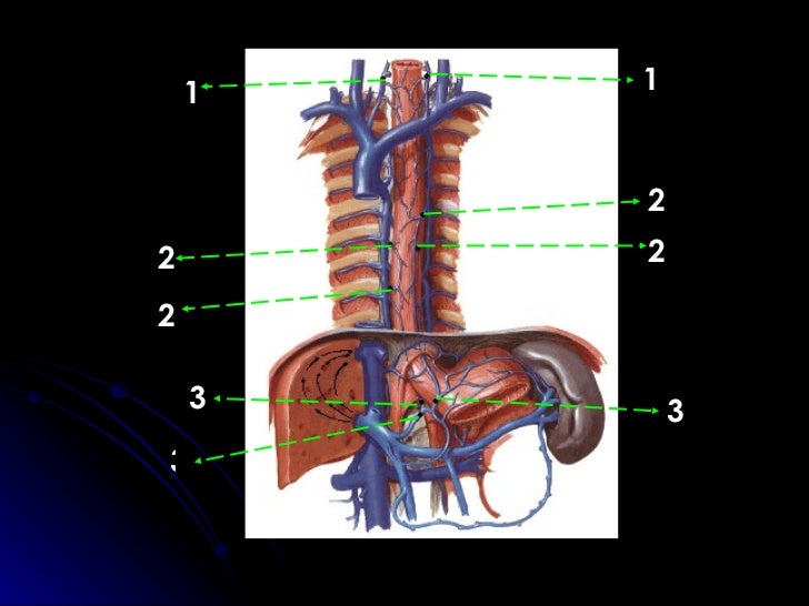El tratamiento de la tromboflebitis sobre las venas de las manos que esto