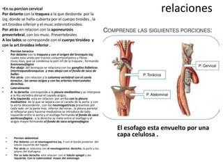 relaciones
El esofago esta envuelto por una
capa celulosa .• Porcion abdominal
• Por delante con el neumogastrico izq. Y con el borde posterior del
lobulo izquierdo del higado
• Por atrás se relaciona con el neumogastrico derecho, la aorta y los
pilares del diafragma.
• Por su lado derecho esta relacion con el lobulo spiegel y ala
izquierda Con la tuberosidad mayor del estomago.
•En su porcion cervical
Por delante con la traquea a la que desborda por la
izq; donde se halla cubierta por el cuerpo tiroides , la
art.tiroidea inferior y el musc.esternotiroideo.
Por atrás en relacion con la aponeurosis
prevertebral, con los musc. Prevertebrales
A los lados se corresponde con el cuerpo tiroideo y
con la art.tiroidea inferior .
• Porcion toracica
Por delante con la traquea y con el origen del bronquio izq;
cuales esta unido por tractos conjuntivoelastico y fibras
musc.lisas, que se condensa la part.inf de la traquea , formando
broncoesofagico
Por abajo del bronquio se relaciona con los ganglios linfaticos
intertraqueobronquicos y mas abajo con el fondo de saco de
haller.
Por atrás con relacion a la columna vertebral con el canla
toracico , las venas acigos y con las arterias intercostales
derechas.
• Lateralmente
• A la derecha corresponde a la pleura mediastina y se interpone
a la 4ta vertebra dorsal el cayado acigos.
A la izquierda esta en relacion por arriba con la pleura
mediastina de la que se separa con el carado de la aorta y con
la aorta descendente , con los neumogastricos presentes por
cada lado en la parte mas inferior del torax , la pleura parietal
al reflejarse para hacerse mediastina se introduce de lado
izquierdo entre la aorta y el esofago formando el fondo de saco
aorticoesfagico ; a la derecha se mete entre el esofago y el
acigos mayor formando el fondo de saco acigoesofagico
 