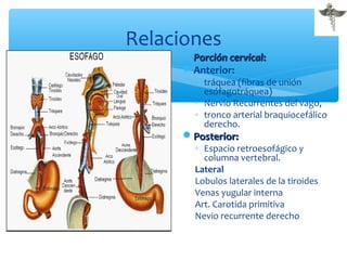 Relaciones
Porción cervicalPorción cervical::
Anterior:
◦ tráquea (fibras de unión
esófagotráquea)
◦ Nervio Recurrentes del vago,
◦ tronco arterial braquiocefálico
derecho.
Posterior:Posterior:
◦ Espacio retroesofágico y
columna vertebral.
Lateral
Lobulos laterales de la tiroides
Venas yugular interna
Art. Carotida primitiva
Nevio recurrente derecho
 