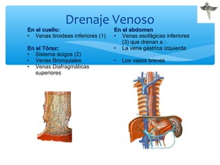 Drenaje Venoso
En el cuello:En el cuello:
• Venas tiroideas inferiores (1)
En el Tórax:En el Tórax:
• Sistema ácigos (2)
• Venas Bronquiales
• Venas Diafragmáticas
superiores
En el abdomenEn el abdomen
• Venas esofágicas inferiores
(3) que drenan a :
• La vena gástrica izquierda
• Los vasos breves
 