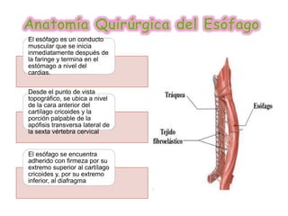 El esófago es un conducto
muscular que se inicia
inmediatamente después de
la faringe y termina en el
estómago a nivel del
cardias.
Desde el punto de vista
topográfico, se ubica a nivel
de la cara anterior del
cartílago cricoides y la
porción palpable de la
apófisis transversa lateral de
la sexta vértebra cervical
El esófago se encuentra
adherido con firmeza por su
extremo superior al cartílago
cricoides y, por su extremo
inferior, al diafragma
 