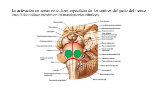La activación en zonas reticulares específicas de los centros del gusto del tronco
encefálico induce movimientos masticatorios rítmicos.
 