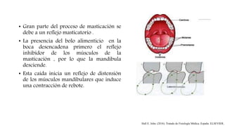 • Gran parte del proceso de masticación se
debe a un reflejo masticatorio .
• La presencia del bolo alimenticio en la
boca desencadena primero el reflejo
inhibidor de los músculos de la
masticación , por lo que la mandíbula
desciende.
• Esta caída inicia un reflejo de distensión
de los músculos mandibulares que induce
una contracción de rebote.
Hall E. John. (2016). Tratado de Fisiología Médica. España: ELSEVIER.
 