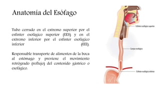 Tubo cerrado en el extremo superior por el
esfínter esofágico superior (EES) y en el
extremo inferior por el esfínter esofágico
inferior (EEI).
Responsable transporte de alimentos de la boca
al estómago y previene el movimiento
retrógrado (reflujo) del contenido gástrico o
esofágico.
Anatomía del Esófago
 
