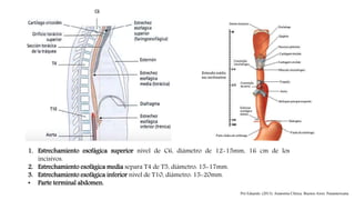 1. Estrechamiento esofágica superior nivel de C6, diámetro de 12-15mm, 16 cm de los
incisivos.
2. Estrechamiento esofágica media separa T4 de T5, diámetro: 15-17mm.
3. Estrechamiento esofágica inferior nivel de T10, diámetro: 15-20mm.
• Parte terminal abdomen.
Pró Eduardo. (2013). Anatomía Clínica. Buenos Aires: Panamericana.
 