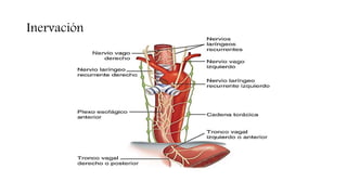Inervación
 