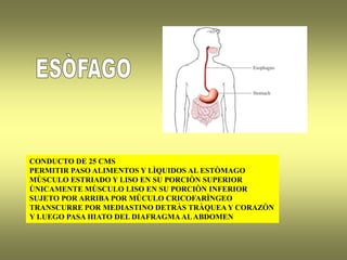CONDUCTO DE 25 CMS
PERMITIR PASO ALIMENTOS Y LÌQUIDOS AL ESTÒMAGO
MÙSCULO ESTRIADO Y LISO EN SU PORCIÒN SUPERIOR
ÙNICAMENTE MÙSCULO LISO EN SU PORCIÒN INFERIOR
SUJETO POR ARRIBA POR MÙCULO CRICOFARÌNGEO
TRANSCURRE POR MEDIASTINO DETRÀS TRÀQUEAY CORAZÒN
Y LUEGO PASA HIATO DEL DIAFRAGMAALABDOMEN
 