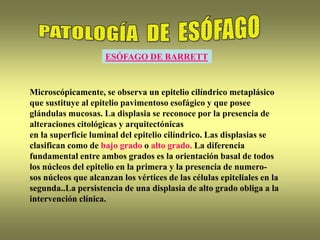 Microscópicamente, se observa un epitelio cilíndrico metaplásico
que sustituye al epitelio pavimentoso esofágico y que posee
glándulas mucosas. La displasia se reconoce por la presencia de
alteraciones citológicas y arquitectónicas
en la superficie luminal del epitelio cilíndrico. Las displasias se
clasifican como de bajo grado o alto grado. La diferencia
fundamental entre ambos grados es la orientación basal de todos
los núcleos del epitelio en la primera y la presencia de numero-
sos núcleos que alcanzan los vértices de las células epiteliales en la
segunda..La persistencia de una displasia de alto grado obliga a la
intervención clínica.
ESÓFAGO DE BARRETT
 