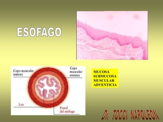 MUCOSA
SUBMUCOSA
MUSCULAR
ADVENTICIA
 