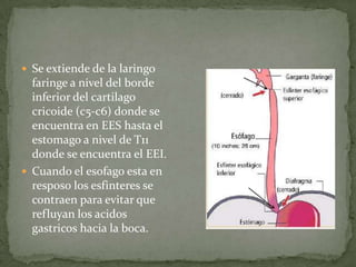  Se extiende de la laringo
  faringe a nivel del borde
  inferior del cartilago
  cricoide (c5-c6) donde se
  encuentra en EES hasta el
  estomago a nivel de T11
  donde se encuentra el EEI.
 Cuando el esofago esta en
  resposo los esfinteres se
  contraen para evitar que
  refluyan los acidos
  gastricos hacia la boca.
 