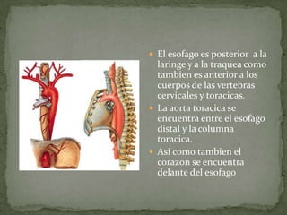  El esofago es posterior a la
  laringe y a la traquea como
  tambien es anterior a los
  cuerpos de las vertebras
  cervicales y toracicas.
 La aorta toracica se
  encuentra entre el esofago
  distal y la columna
  toracica.
 Asi como tambien el
  corazon se encuentra
  delante del esofago
 
