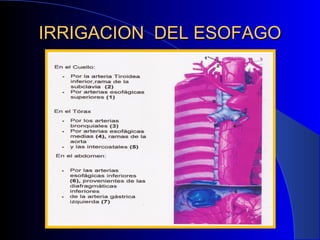 IRRIGACION DEL ESOFAGOIRRIGACION DEL ESOFAGO
 