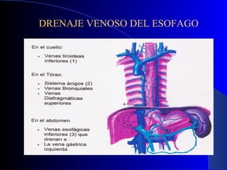 DRENAJE VENOSO DEL ESOFAGO
 