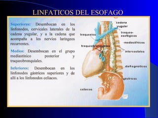 LINFATICOS DEL ESOFAGO
 