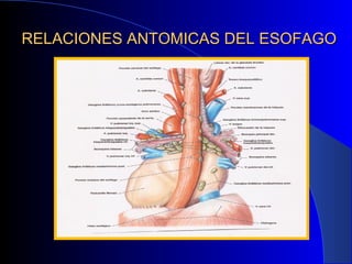 RELACIONES ANTOMICAS DEL ESOFAGORELACIONES ANTOMICAS DEL ESOFAGO
 