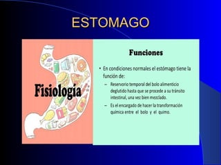 ESTOMAGOESTOMAGO
 