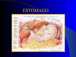 ESTOMAGO
 
